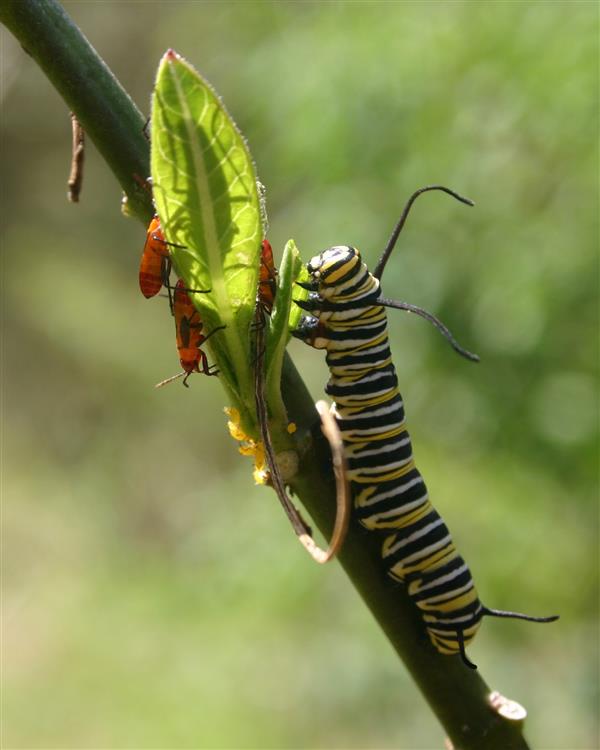 Monarch Larva